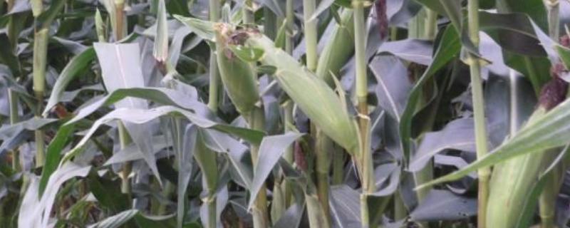 高产玉米种有哪些
