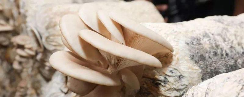 蘑菇的种植技术与管理