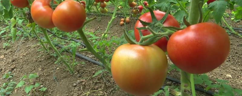 番茄病害图谱和防治