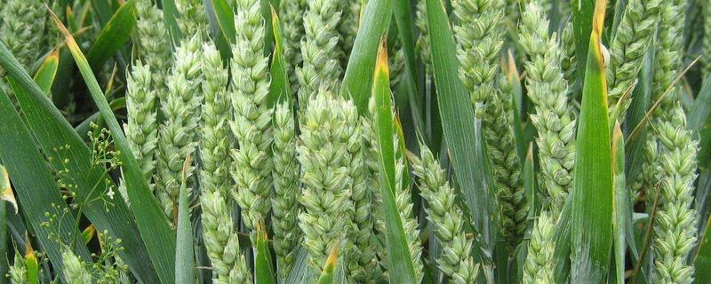 小麦最佳播种期