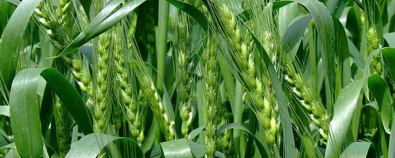 小麦最低多少度不发芽了