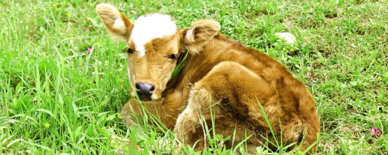 新生牛犊最佳吃奶时间