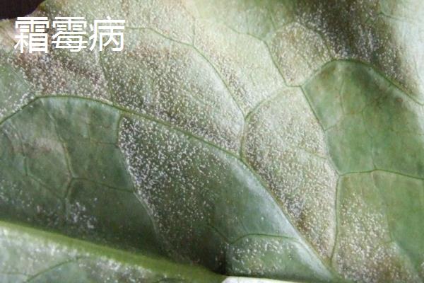 油麦菜种植技术和时间方法，一般几天发芽