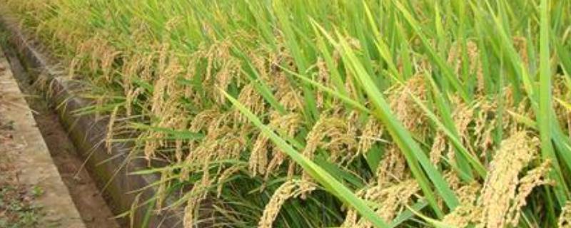 水稻杂交育种原理是什么