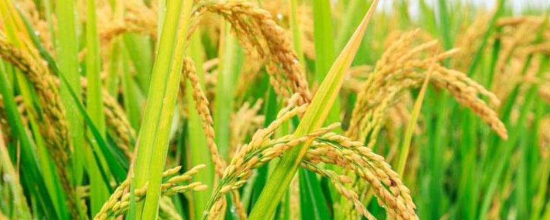 水稻生长发育是哪八个时期