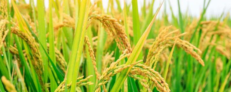 陕西省水稻主要种植在