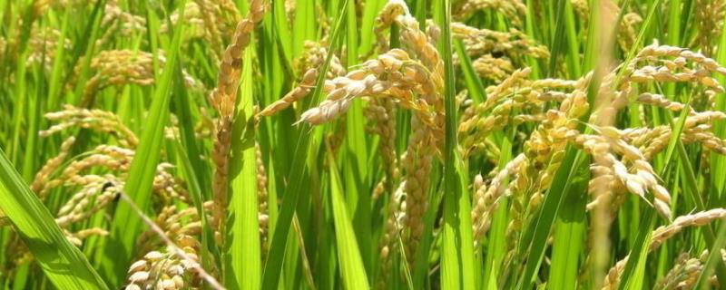 水稻亩产多少