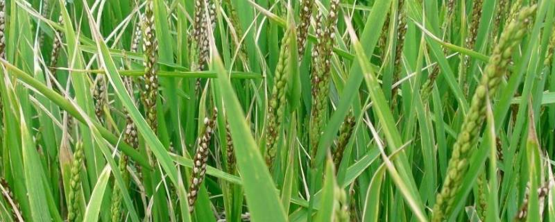 一亩田能产多少水稻