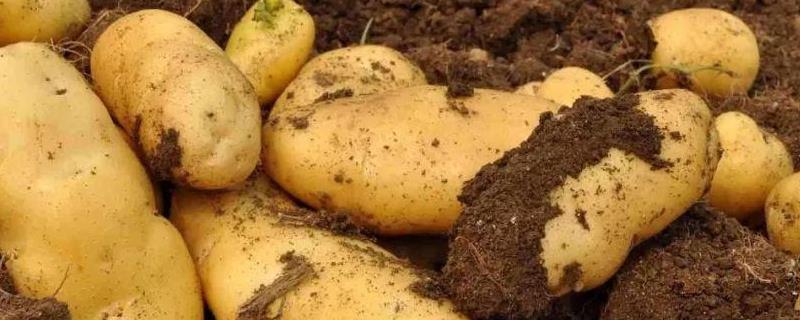 土豆高产高效种植技术