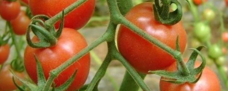 番茄各个时期施肥量详细表