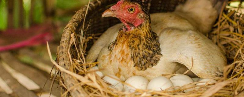 冬天鸡不下蛋是什么原因
