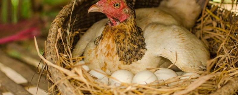 母鸡吃什么容易下蛋