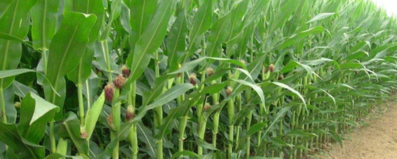 新疆玉米高产纪录是多少