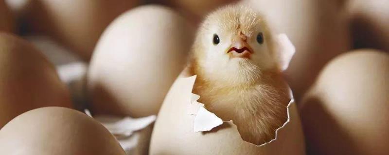 鸡胚是什么