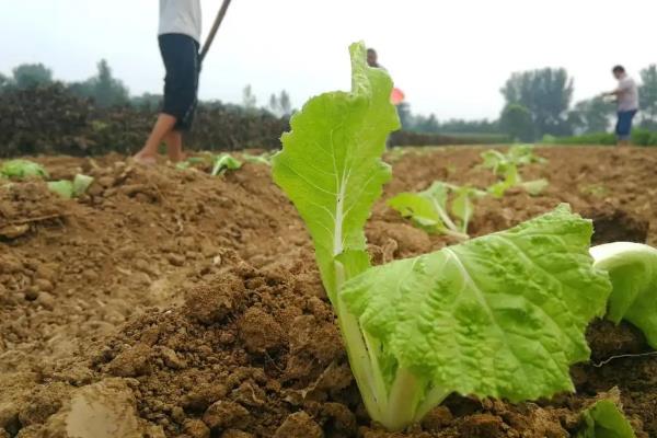 一亩白菜能产多少公斤，附种植方法