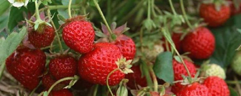 特大早熟草莓品种有哪些