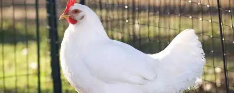 大冠子母鸡是什么品种