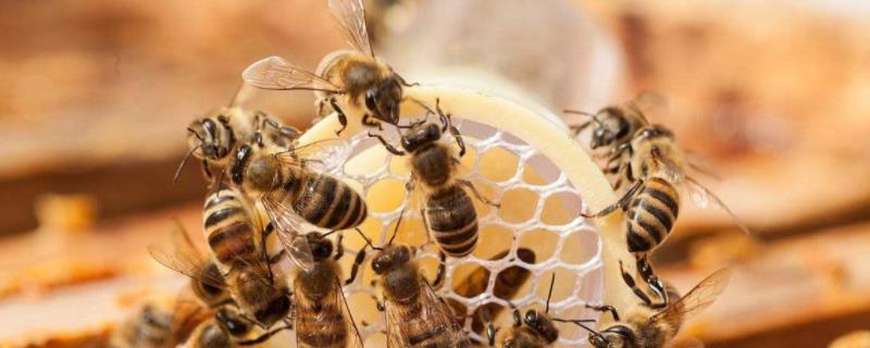 蜜蜂喂白糖能产蜂蜜吗