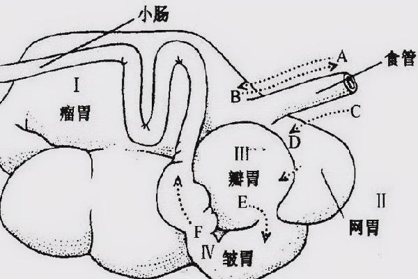 牛有四个胃有什么现象，四个胃分别是什么，哪个才是真正的胃