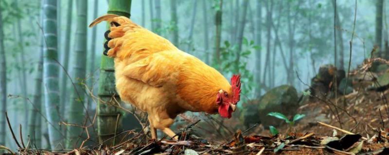 鸡食囊胀不消化怎么治土方法
