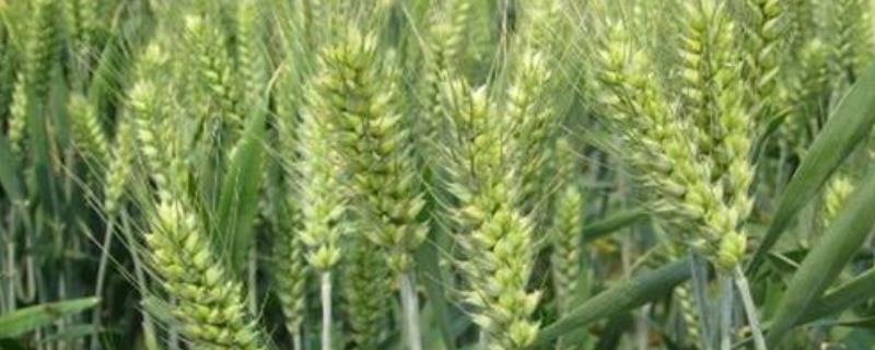 4199小麦品种亩产能收多少斤