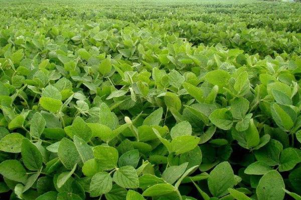 大豆几月份播种，附种植方法