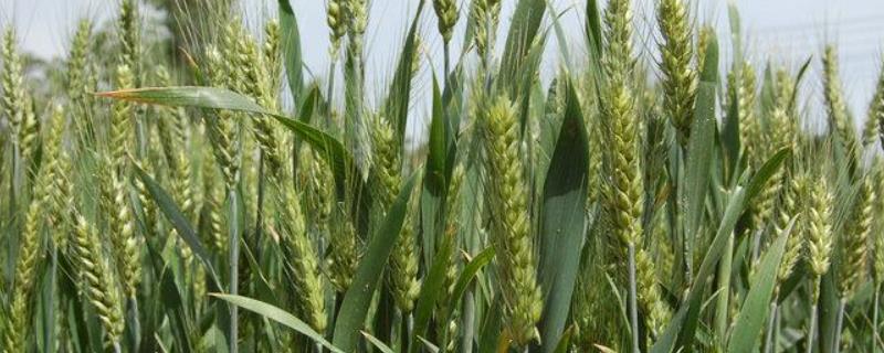 囤麦128小麦品种特征特性