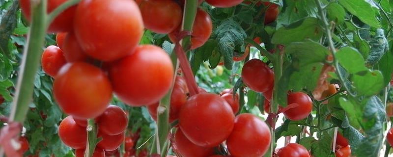 番茄的栽培与管理技术