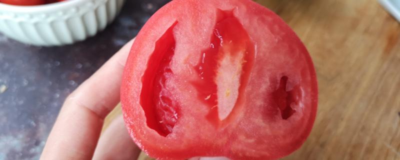 无子番茄可以遗传吗