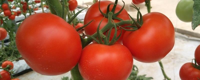 工厂化生产番茄每平方米产量是多少