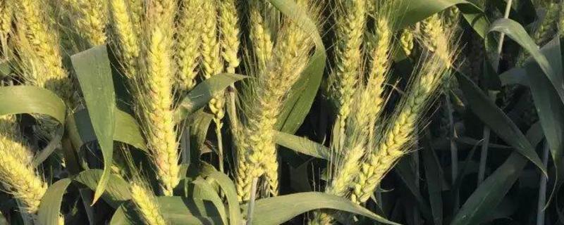 徐麦35小麦品种特征特性