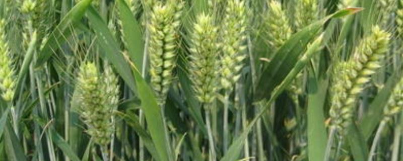 喜麦199小麦品种特征特性