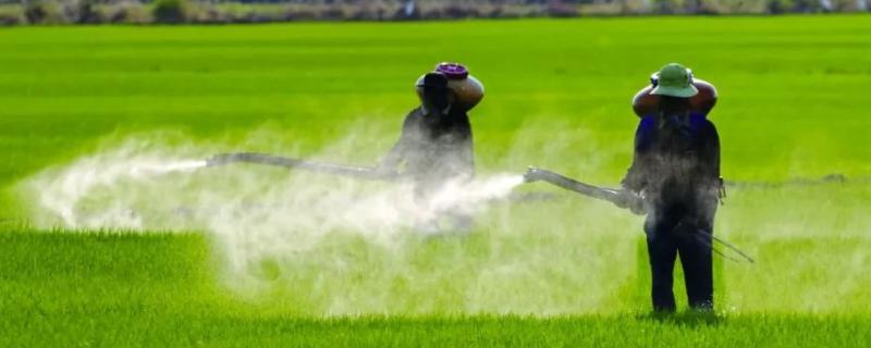 打了除草剂下雨了还有效吗