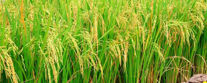 19香水稻品种特征特性