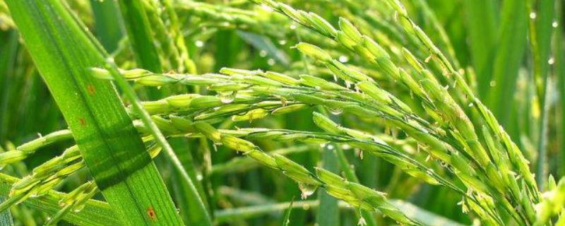 龙粳1624水稻品种特征特性