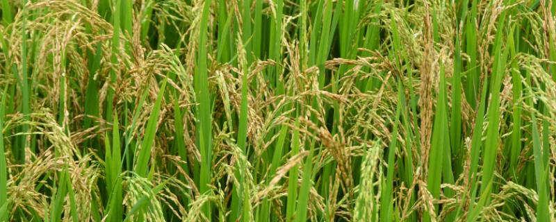 庆源2号水稻品种特征特性