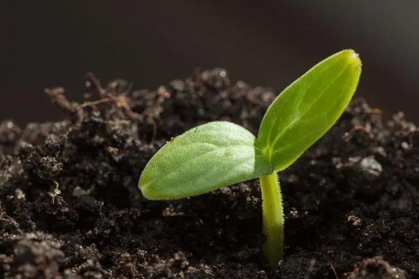 花生种下去几天发芽，附花生种植方法