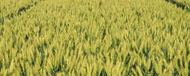中育1123小麦品种特征特性