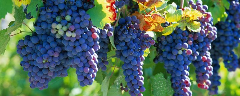葡萄怎样可以增加果粉
