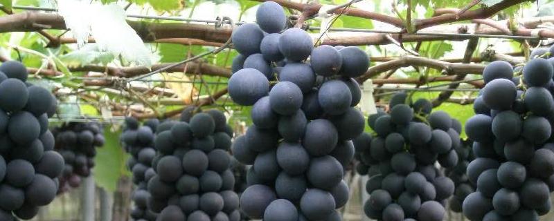 地中海沿岸适合种植葡萄的原因