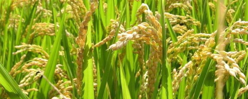 赣优735水稻品种特征特性