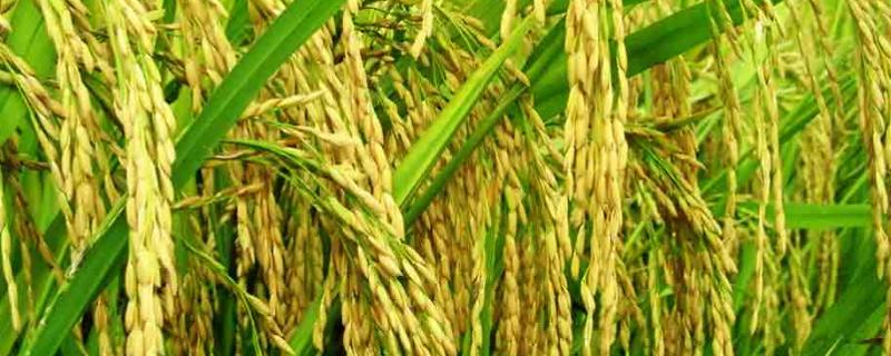 荃优1606水稻品种特征特性