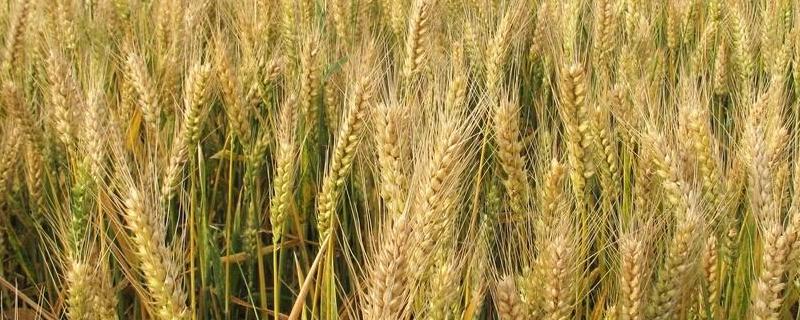 小麦每公顷产量一定小麦的总产量与公顷数