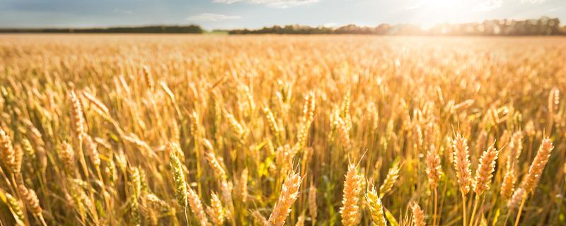 小麦的种植技术和流程