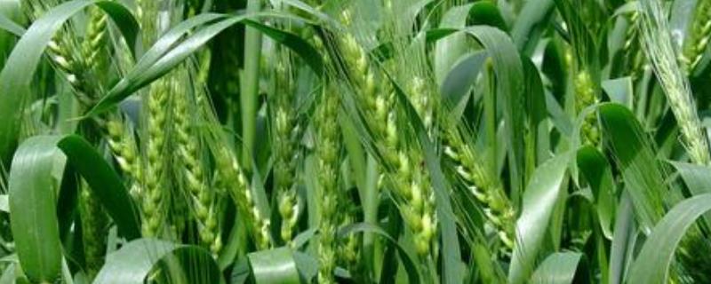 偃高21小麦品种特征特性