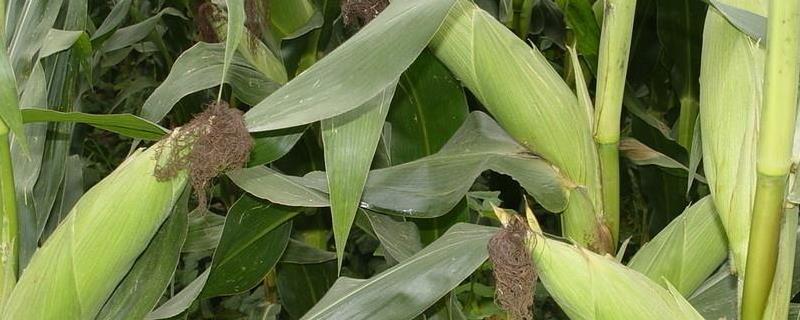 登海682玉米种的特性和产量