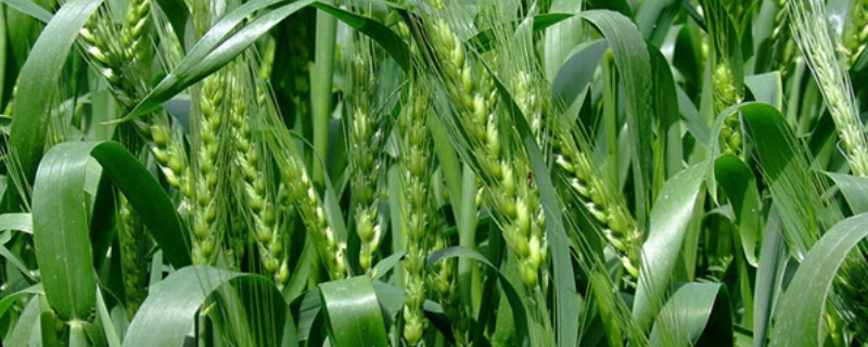 戊唑醇小麦一亩地用量