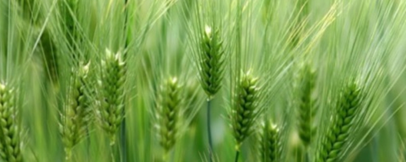 清明节期间小麦需要灌溉吗