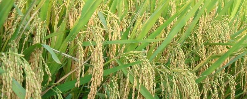 二甲灭草松对水稻分蘖有影响吗