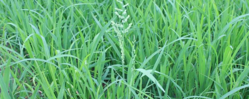 水稻和稗草的区别